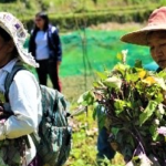 Sadanga farmers reap benefits of technology interventions