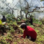 MPSU Leads DOST-Funded Seedling Drive for Biodiversity Conservation of Wild Tea in Mountain Province