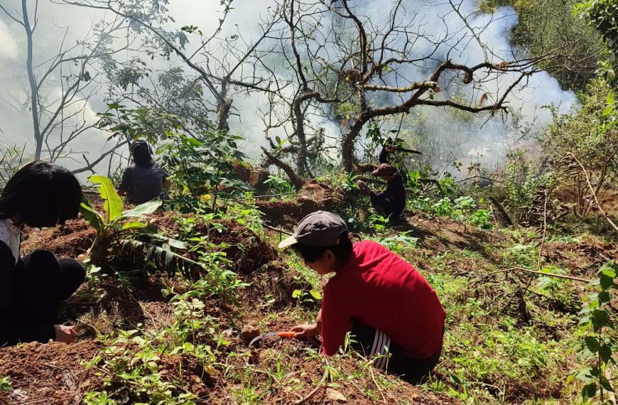 MPSU Leads DOST-Funded Seedling Drive for Biodiversity Conservation of Wild Tea in Mountain Province